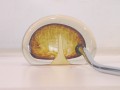Tortoise Shell